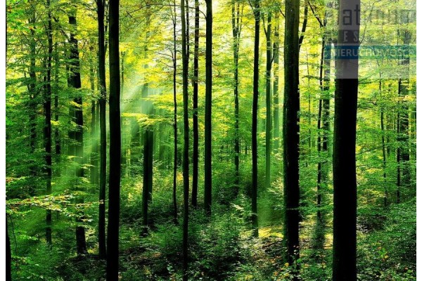 Biała Podlaska, Dom Leśny w otulinie lasu z tarasem widokowym 85 m2