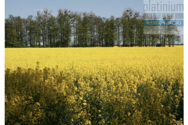 świecki, Bukowiec, Branica, Działki przy jeziorze Branickim